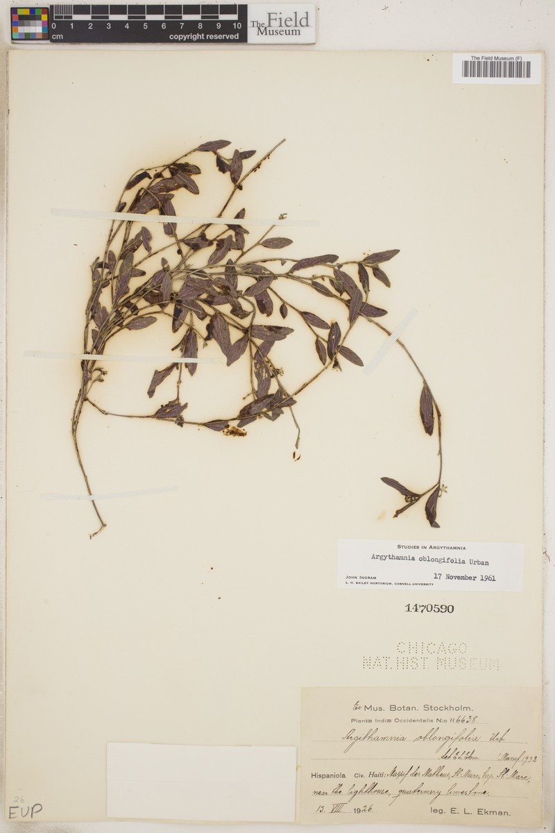 Argythamnia oblongifolia