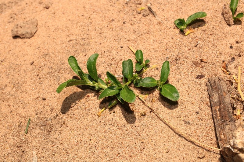 Argythamnia pilosissima