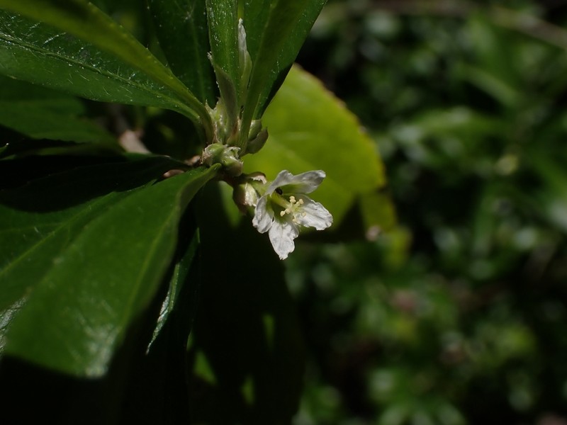 Argythamnia polygama