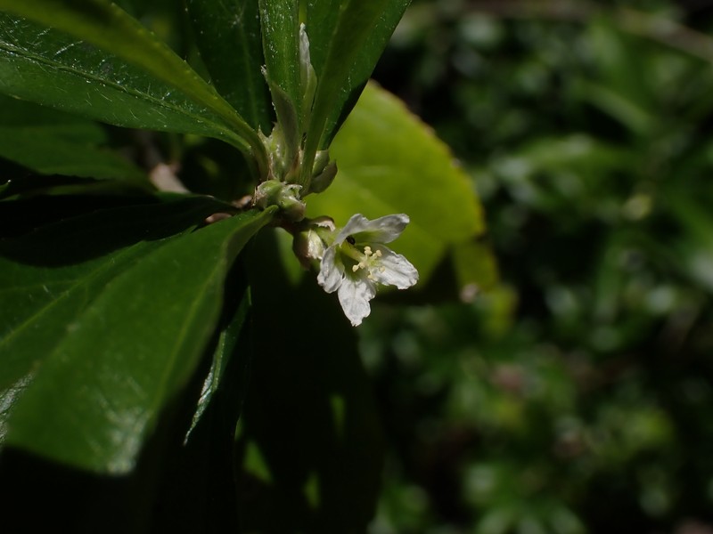 Argythamnia polygama photo 4