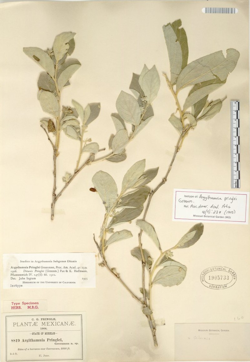 Argythamnia pringlei photo 3