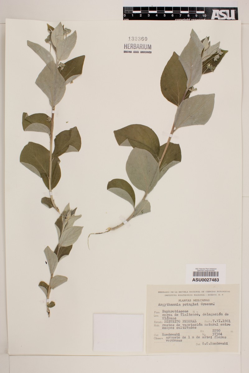 Argythamnia pringlei