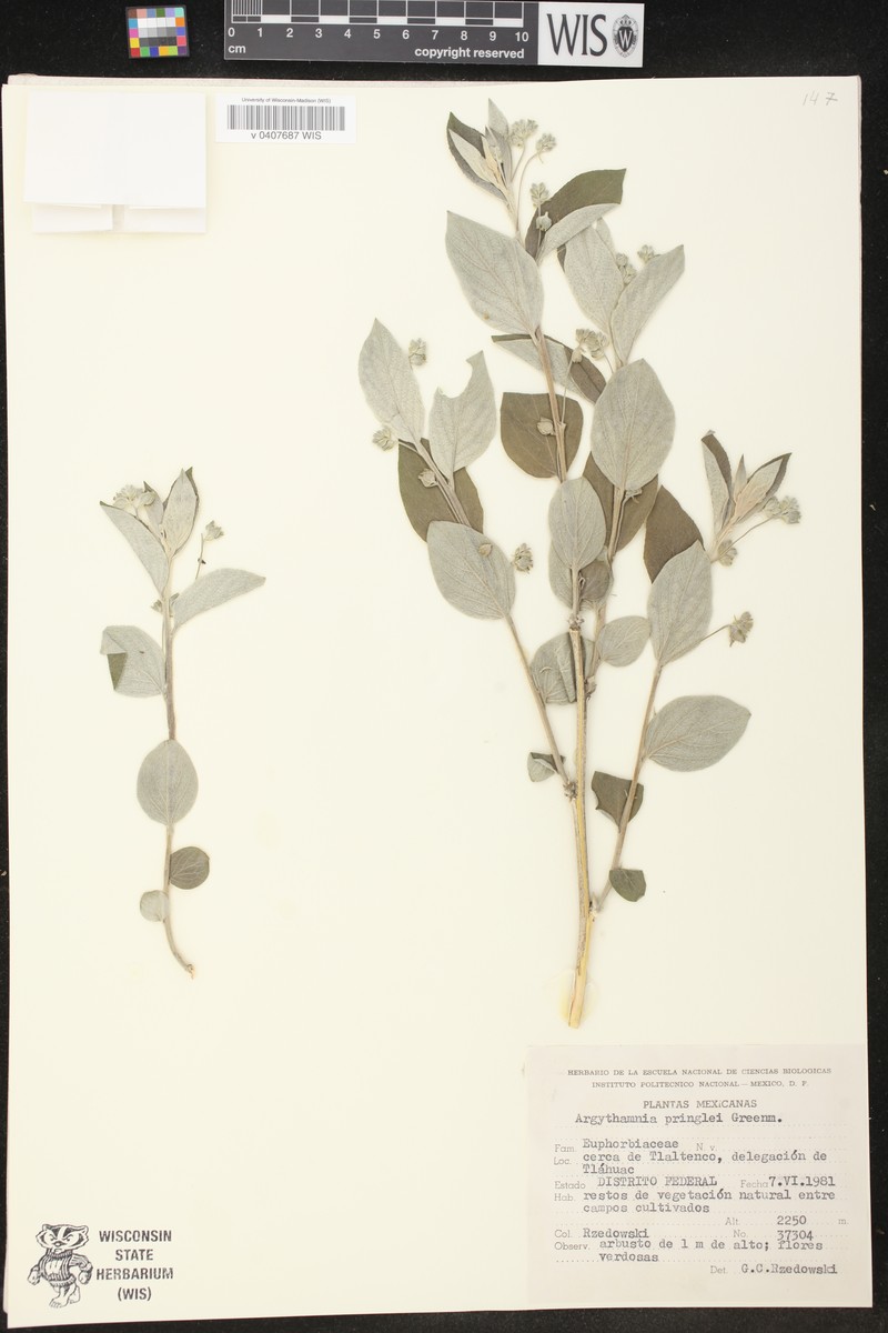 Argythamnia pringlei photo 2