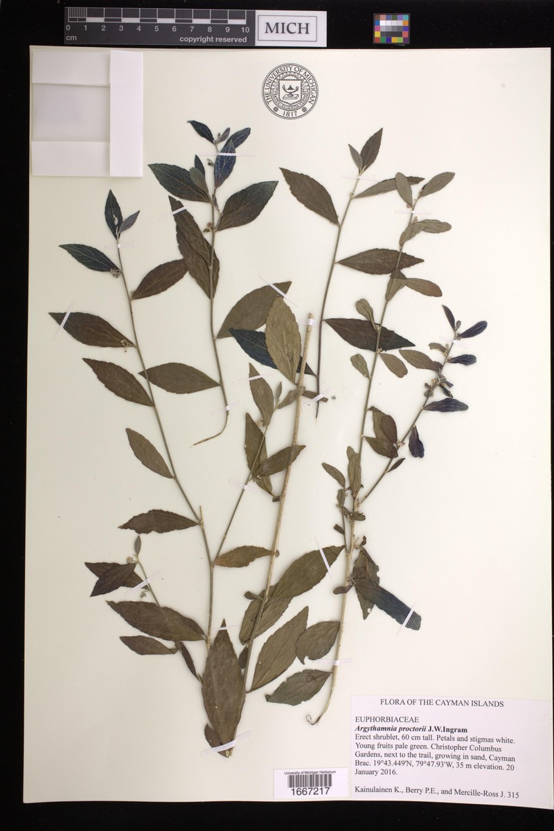Argythamnia proctorii photo 6