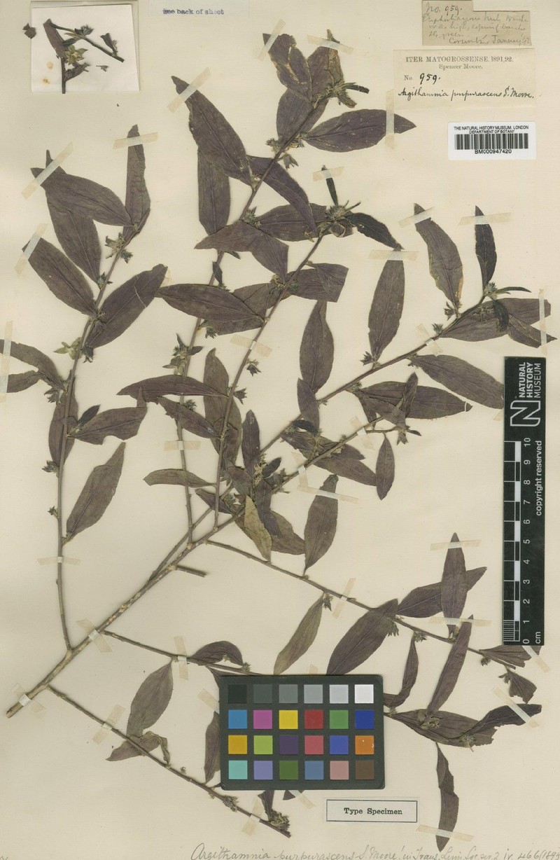 Argythamnia purpurascens photo 3