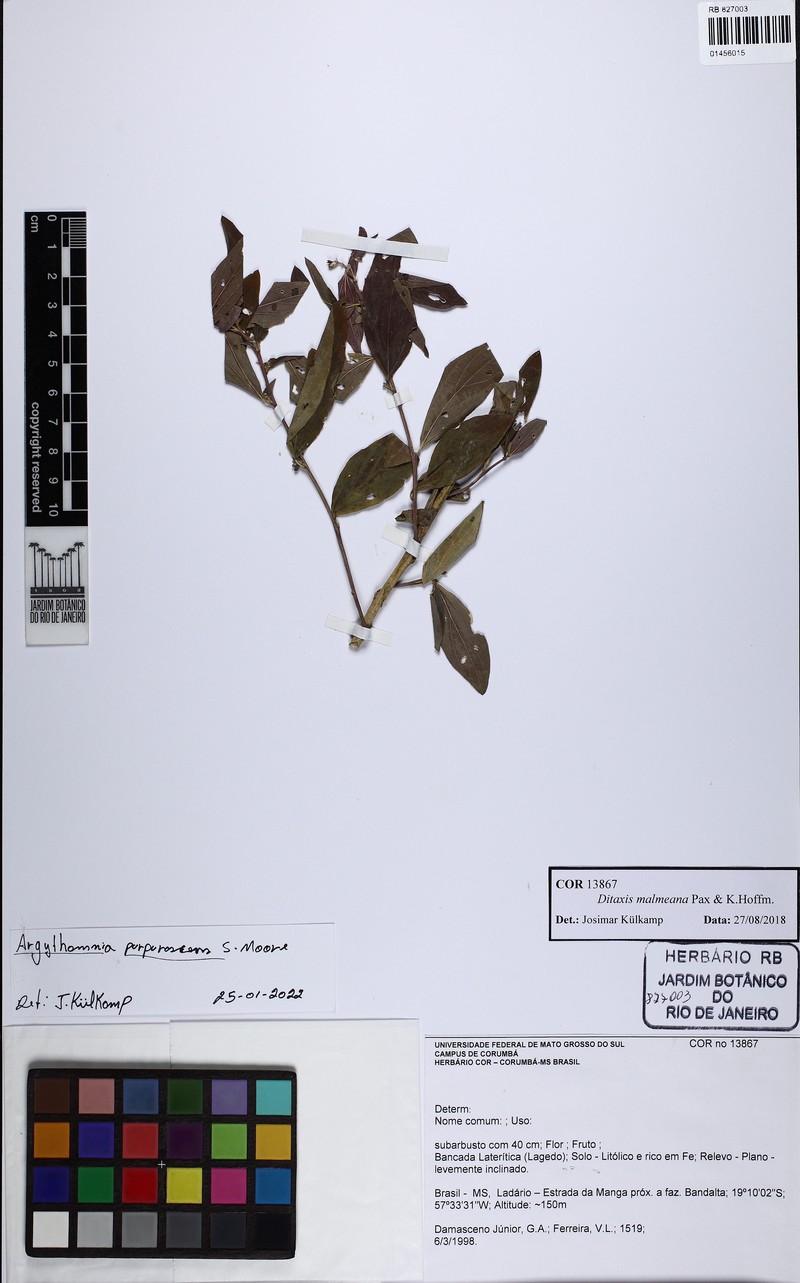 Argythamnia purpurascens