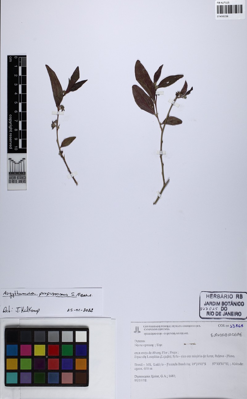 Argythamnia purpurascens photo 2