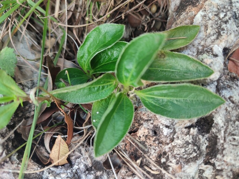 Argythamnia sellowiana photo 2