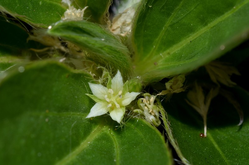 Argythamnia sellowiana photo 5