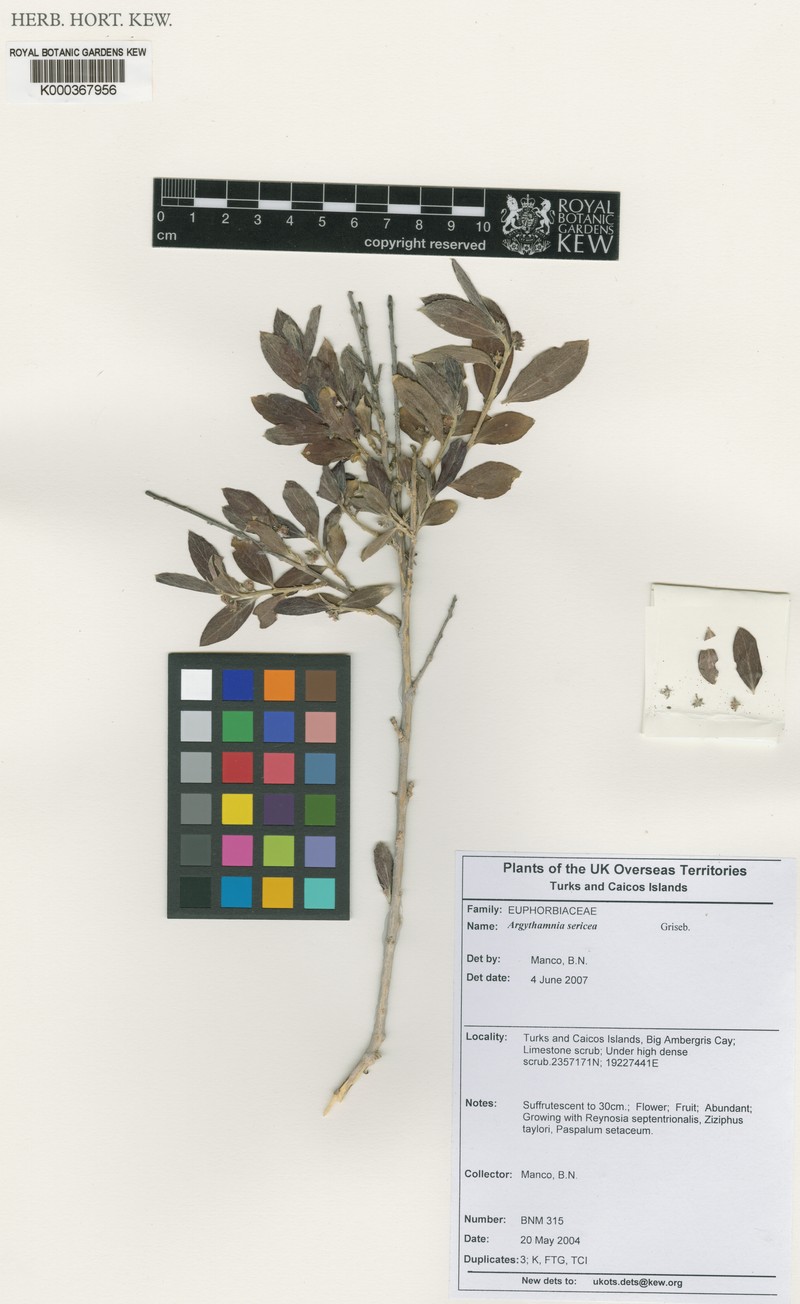 Argythamnia sericea