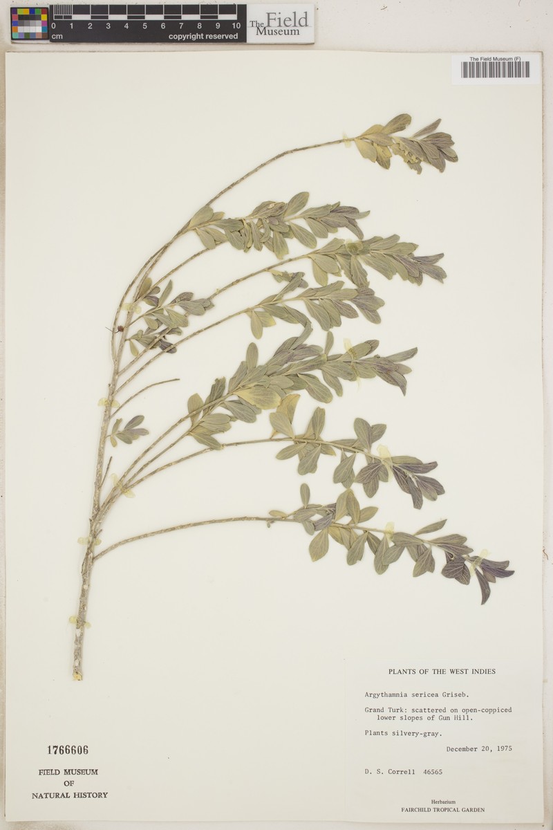 Argythamnia sericea photo 2