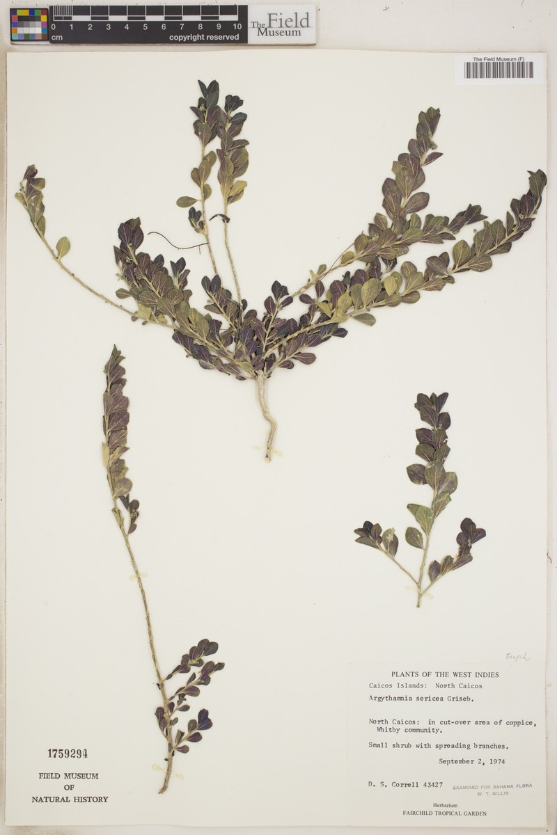 Argythamnia sericea photo 3