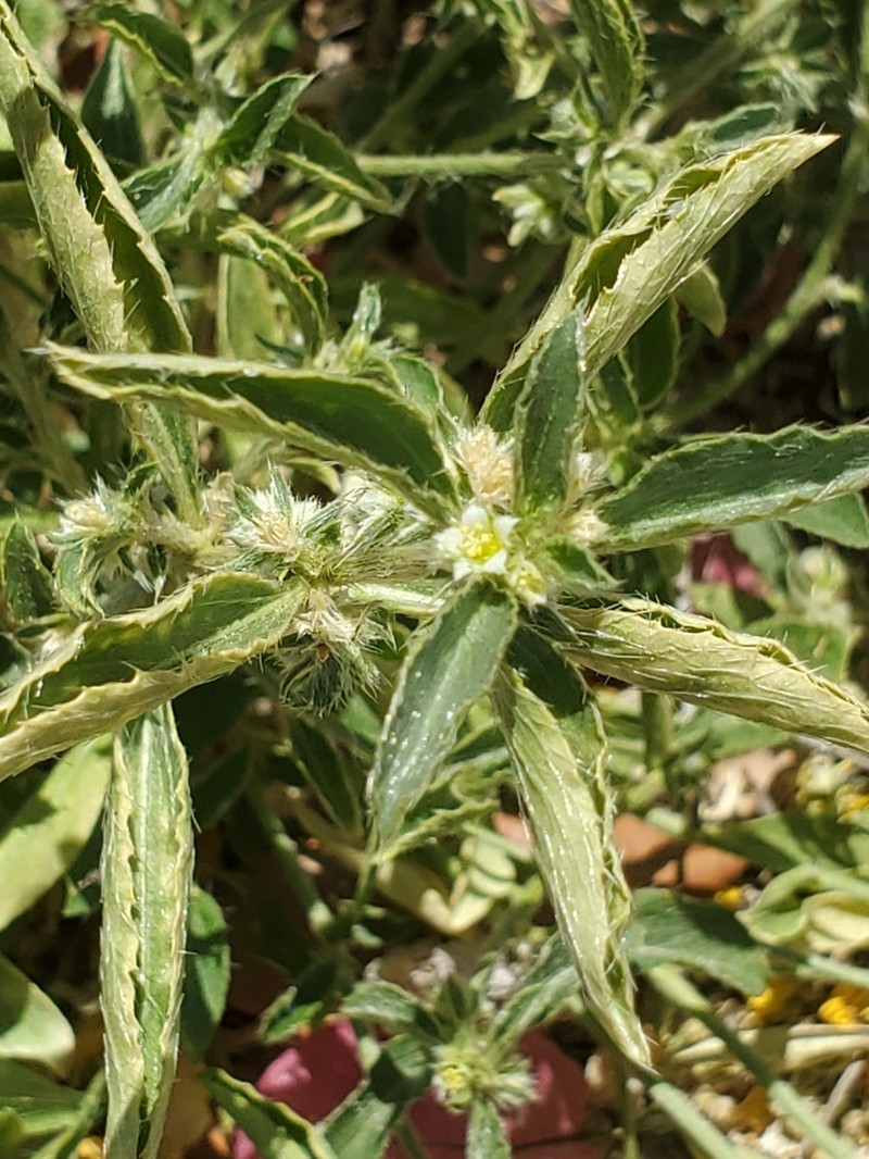 California Silverbush