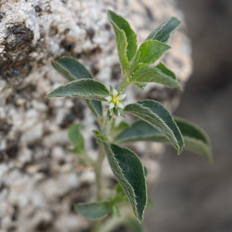 California Silverbush photo 2