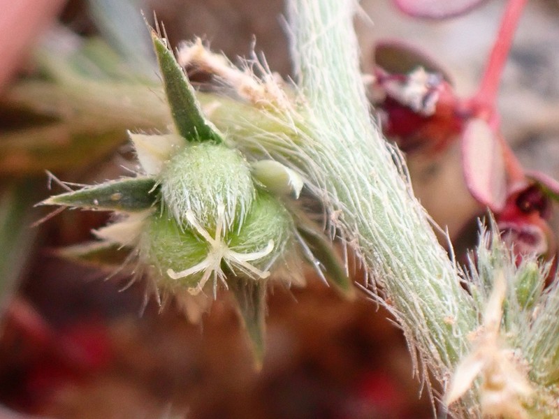 California Silverbush photo 3