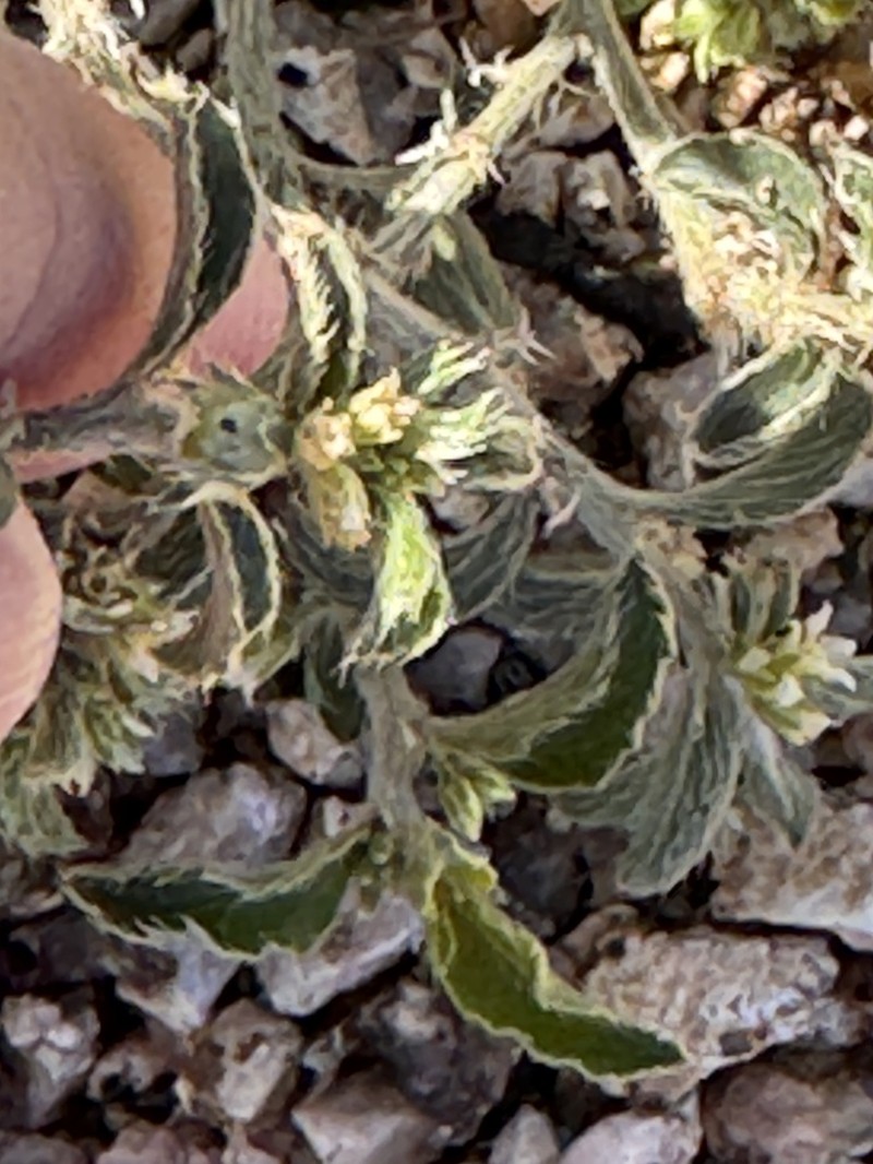 New Mexico Silverbush photo 7