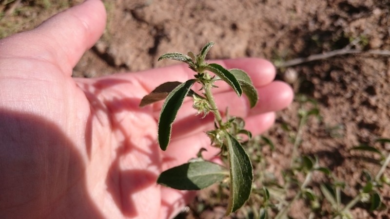 Yuma Silverbush photo 6