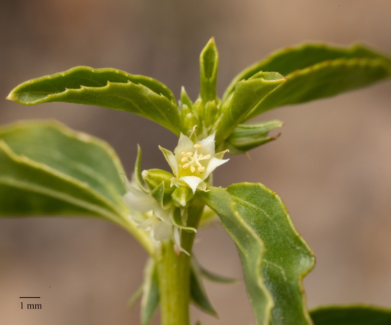 Yuma Silverbush photo 8