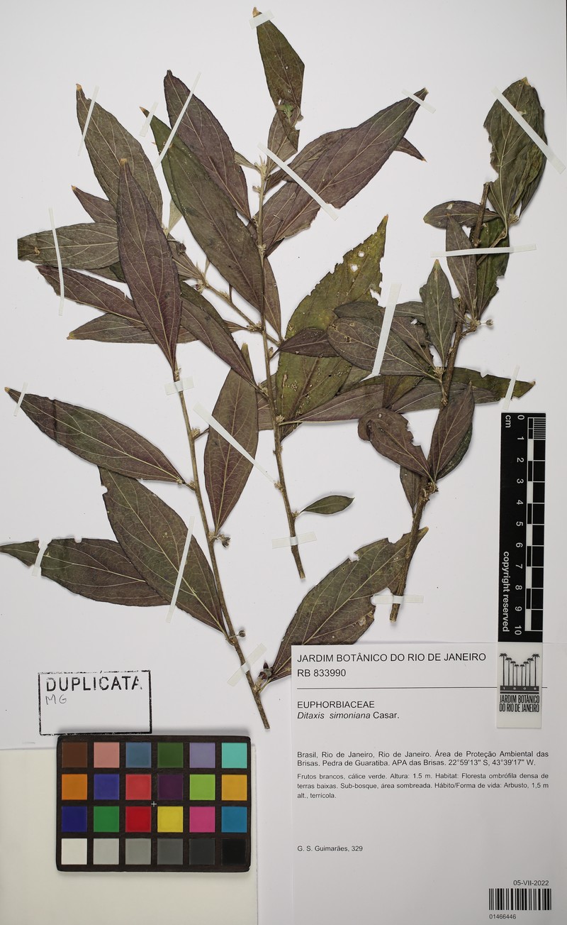 Argythamnia simoniana photo 2