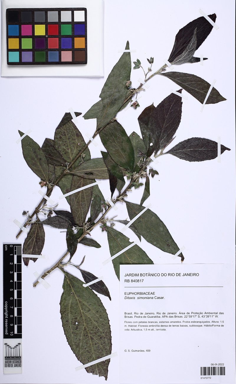 Argythamnia simoniana photo 3