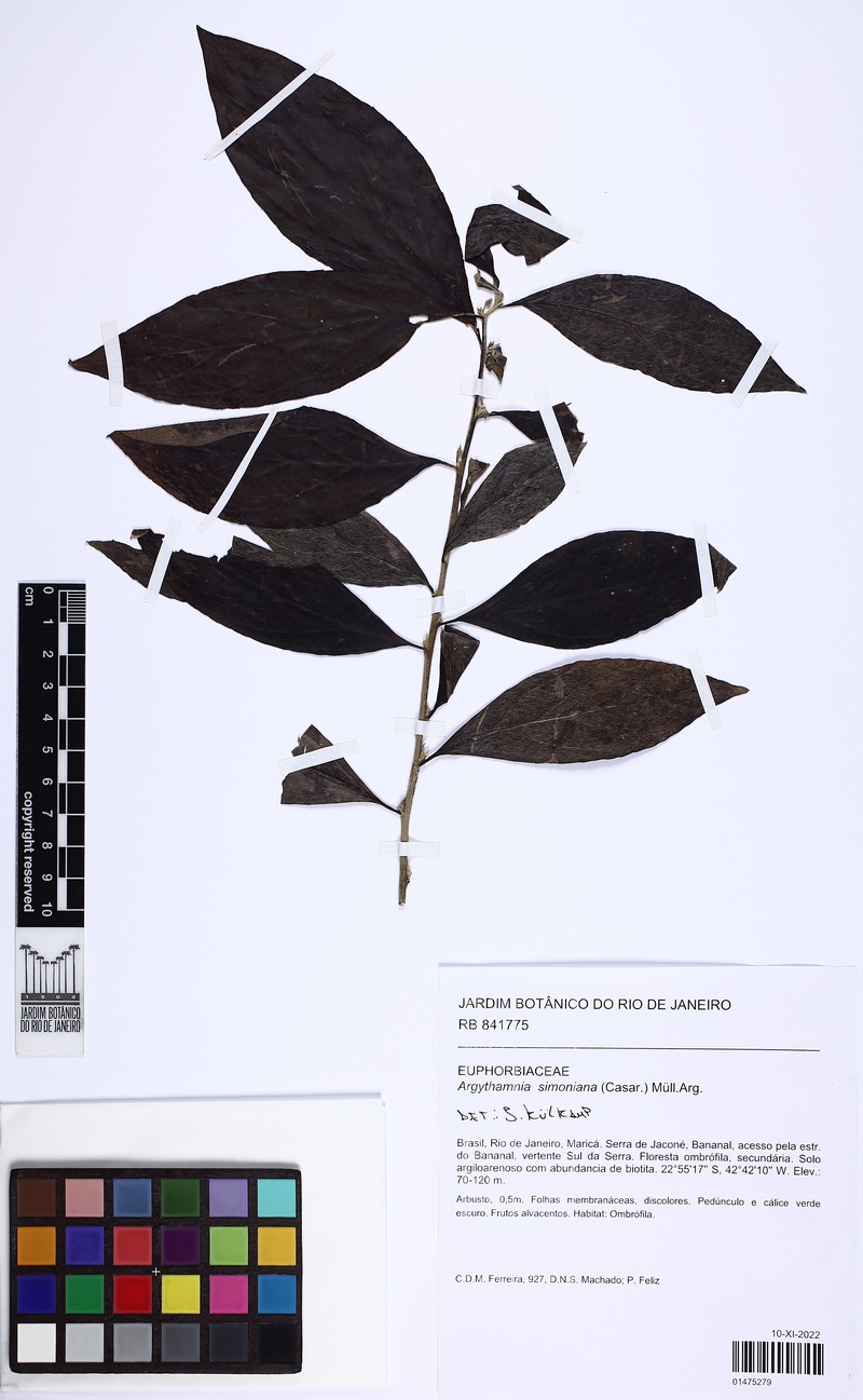 Argythamnia simoniana photo 4