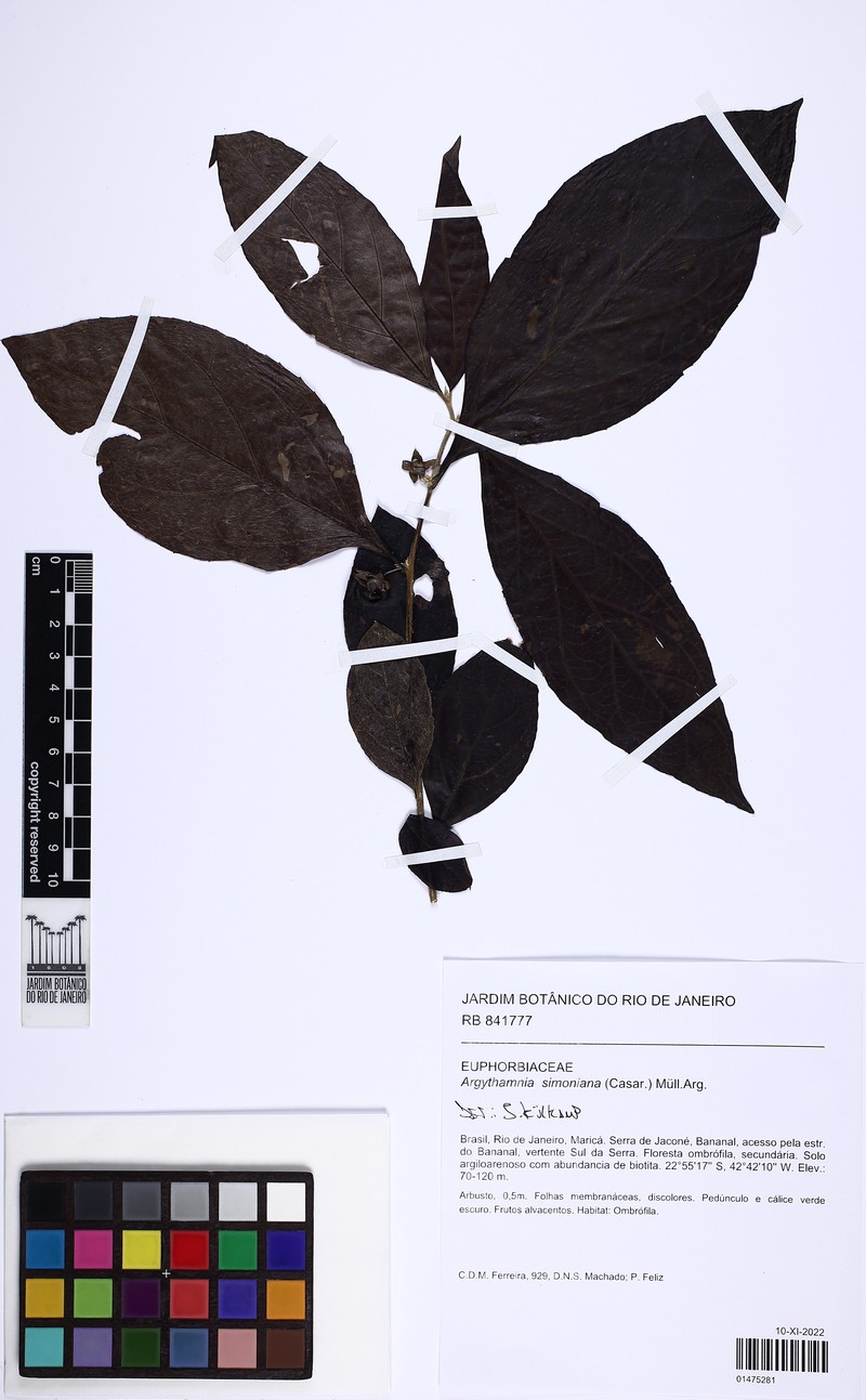 Argythamnia simoniana photo 5