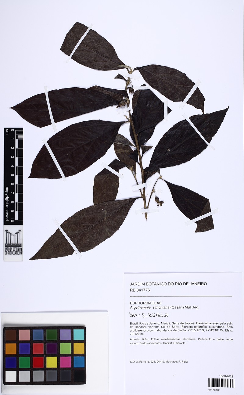 Argythamnia simoniana photo 6