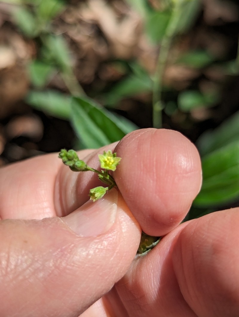 Plateau Silverbush