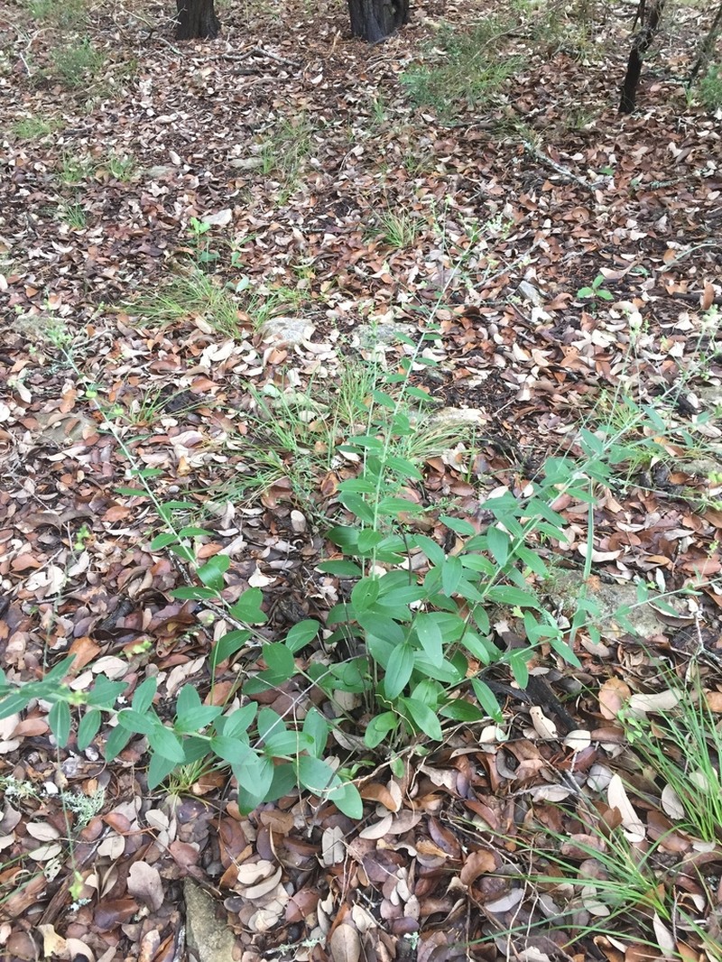 Plateau Silverbush photo 2