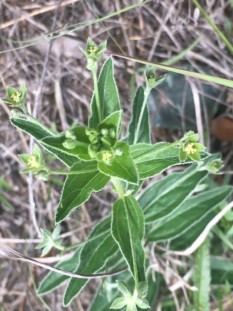 Plateau Silverbush photo 3