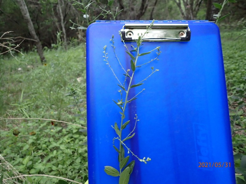 Plateau Silverbush photo 4