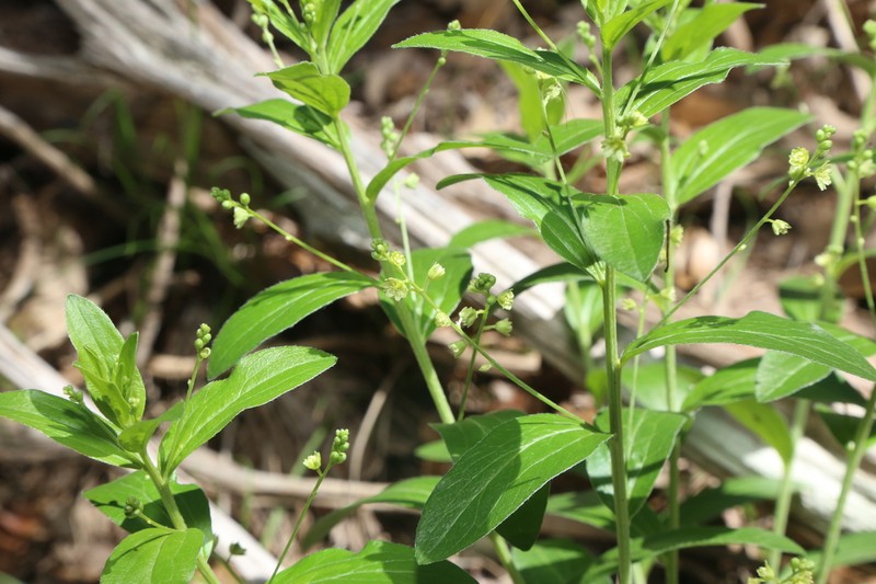 Plateau Silverbush photo 6