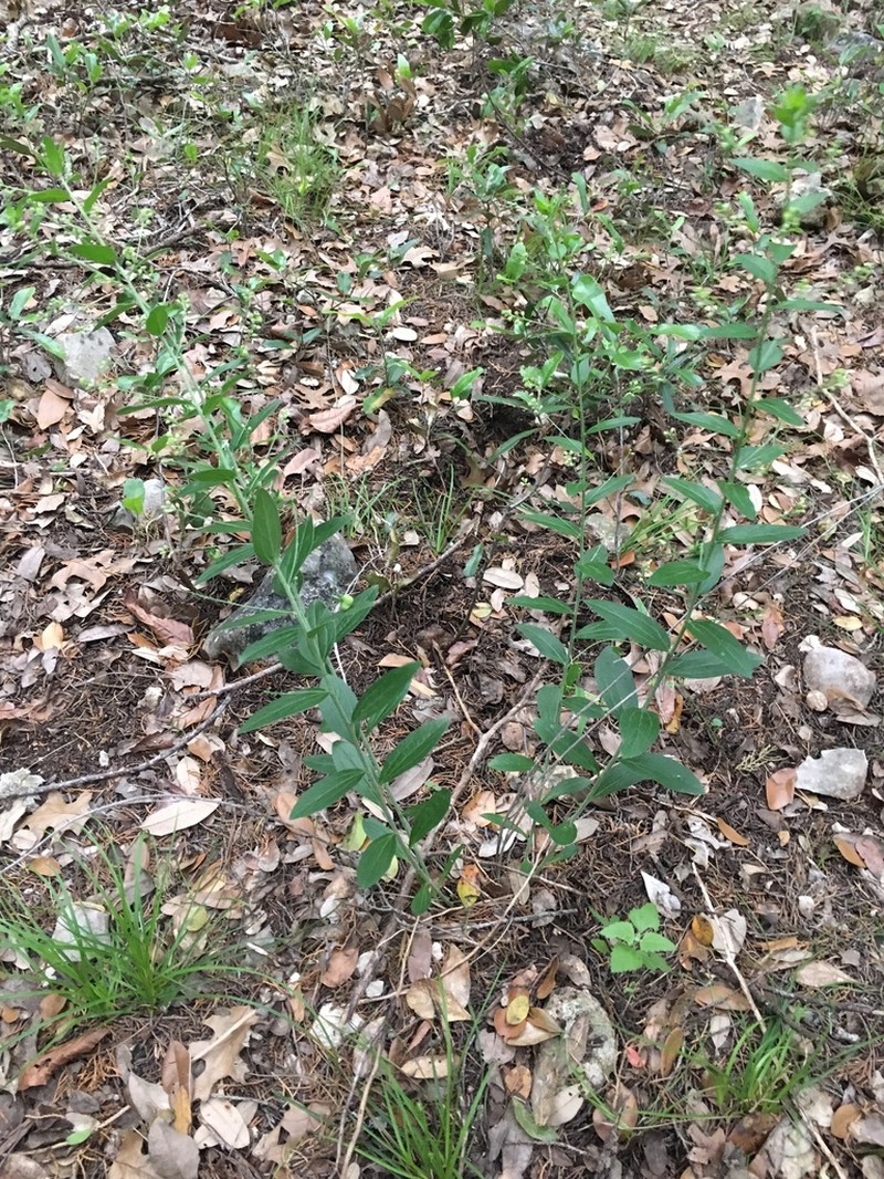 Plateau Silverbush photo 7