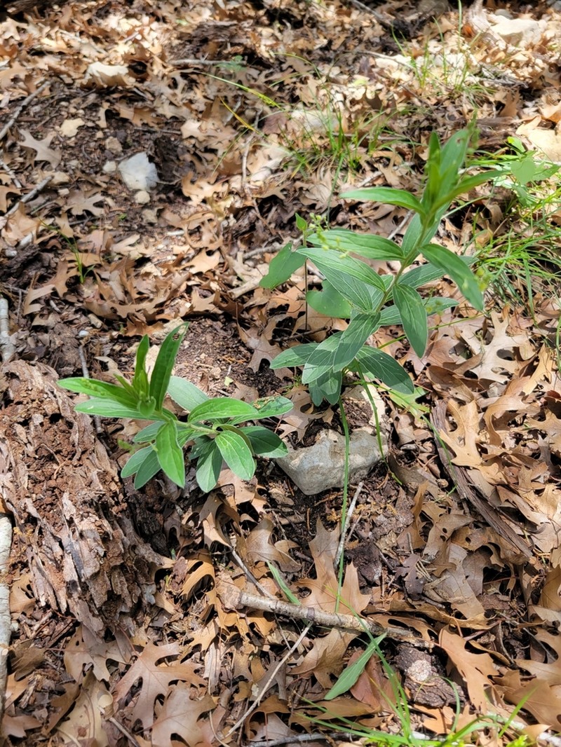 Plateau Silverbush photo 8