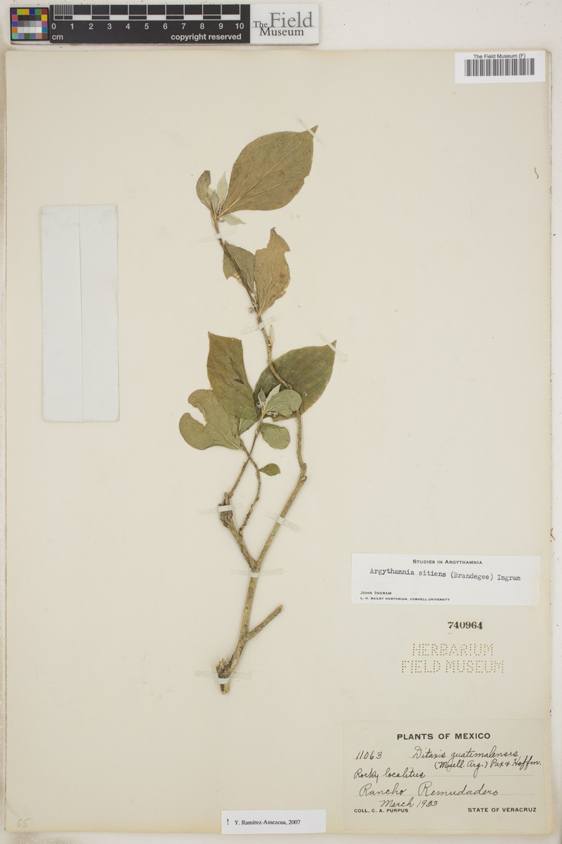 Argythamnia sitiens