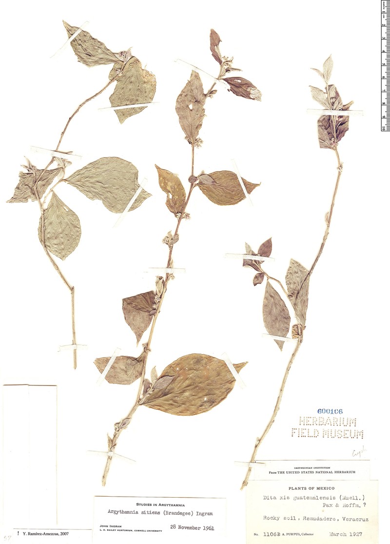 Argythamnia sitiens photo 3