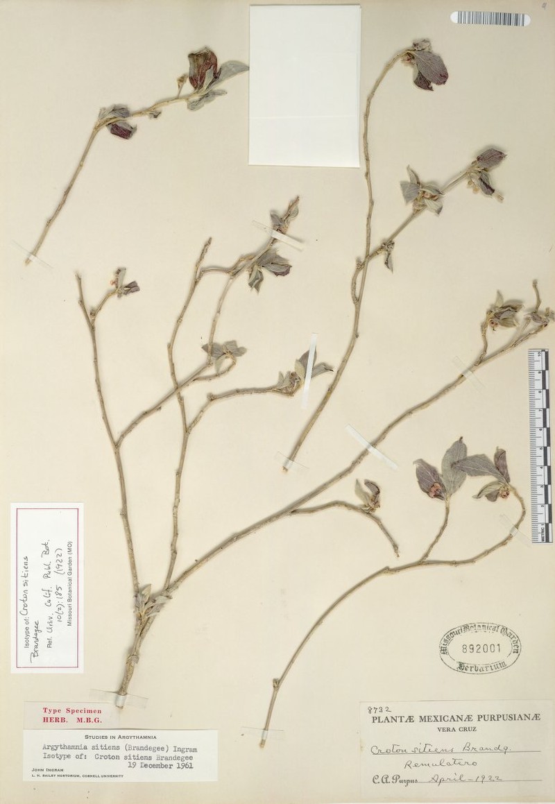 Argythamnia sitiens photo 4