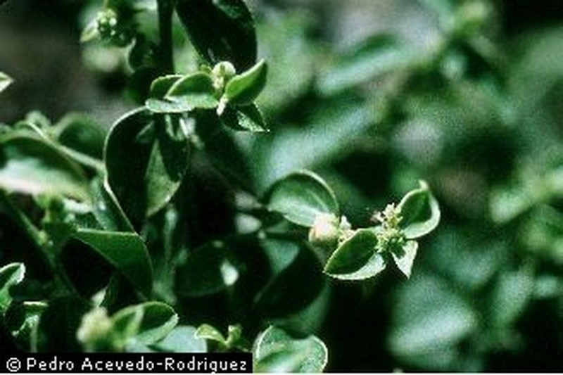 Bluntleaf Silverbush