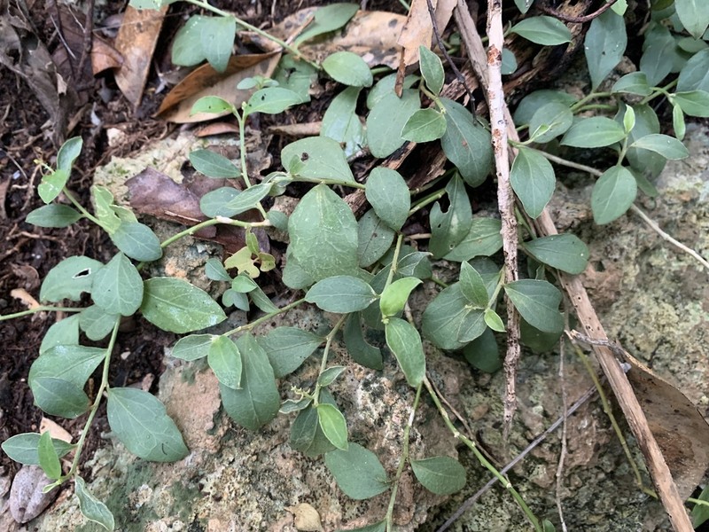 Bluntleaf Silverbush photo 2