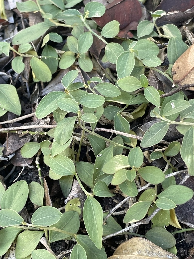 Bluntleaf Silverbush photo 3