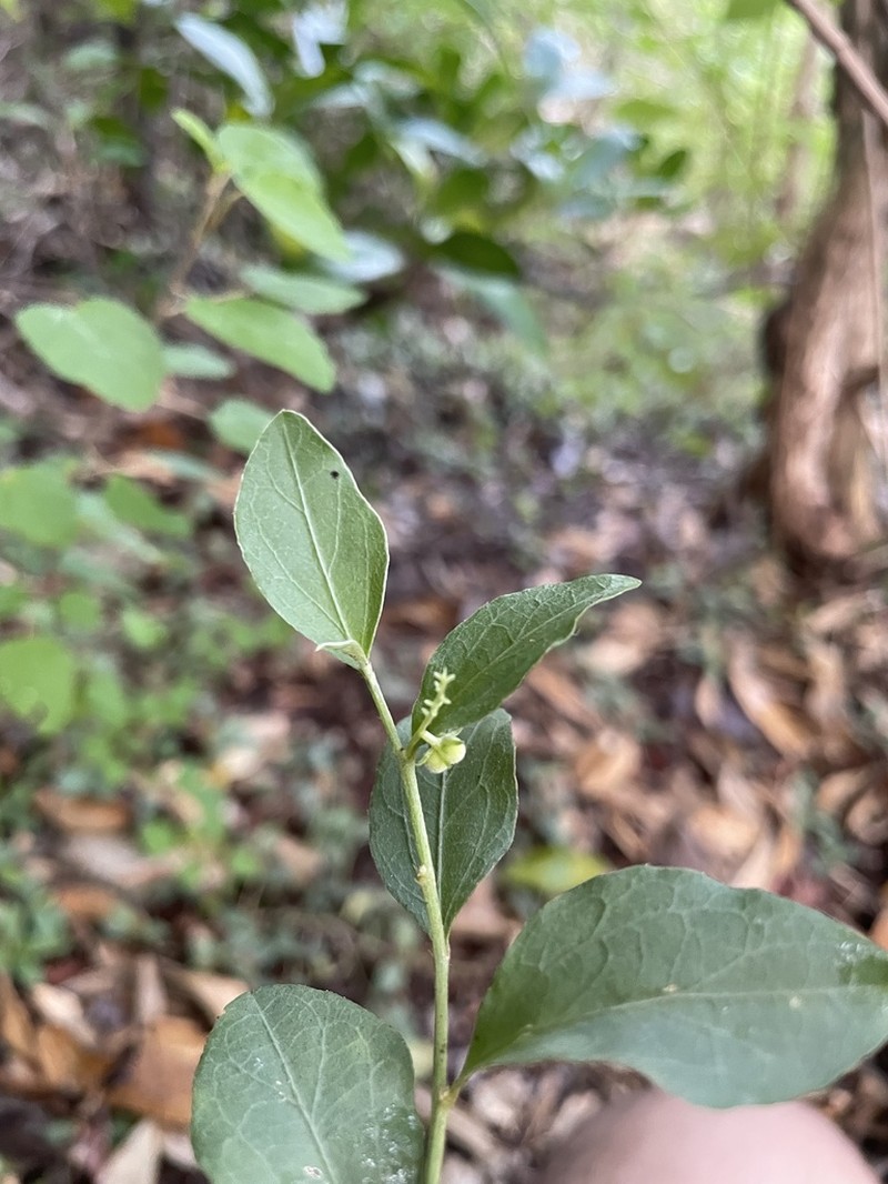 Bluntleaf Silverbush photo 4