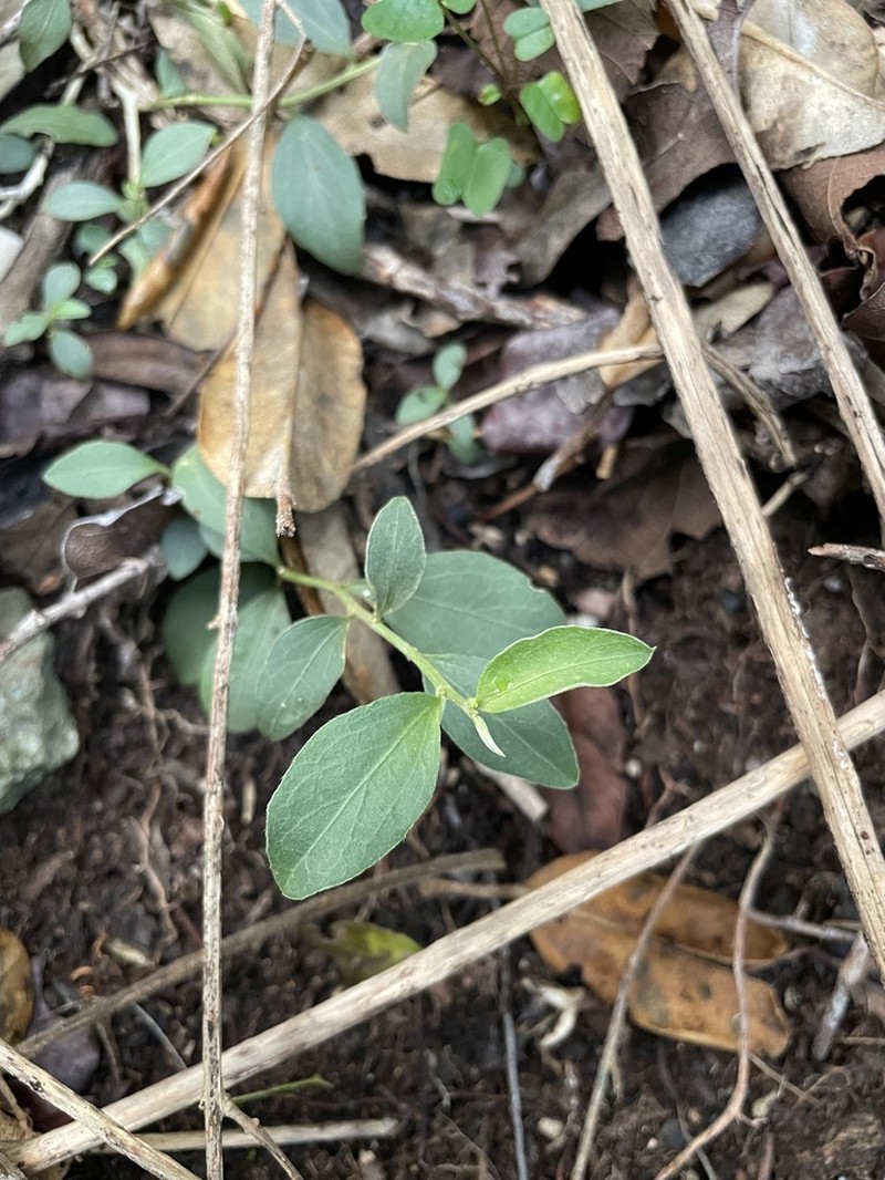 Bluntleaf Silverbush photo 5