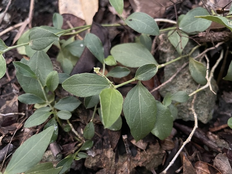Bluntleaf Silverbush photo 6