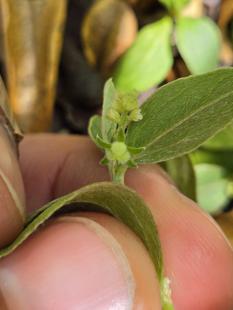 Bluntleaf Silverbush photo 7