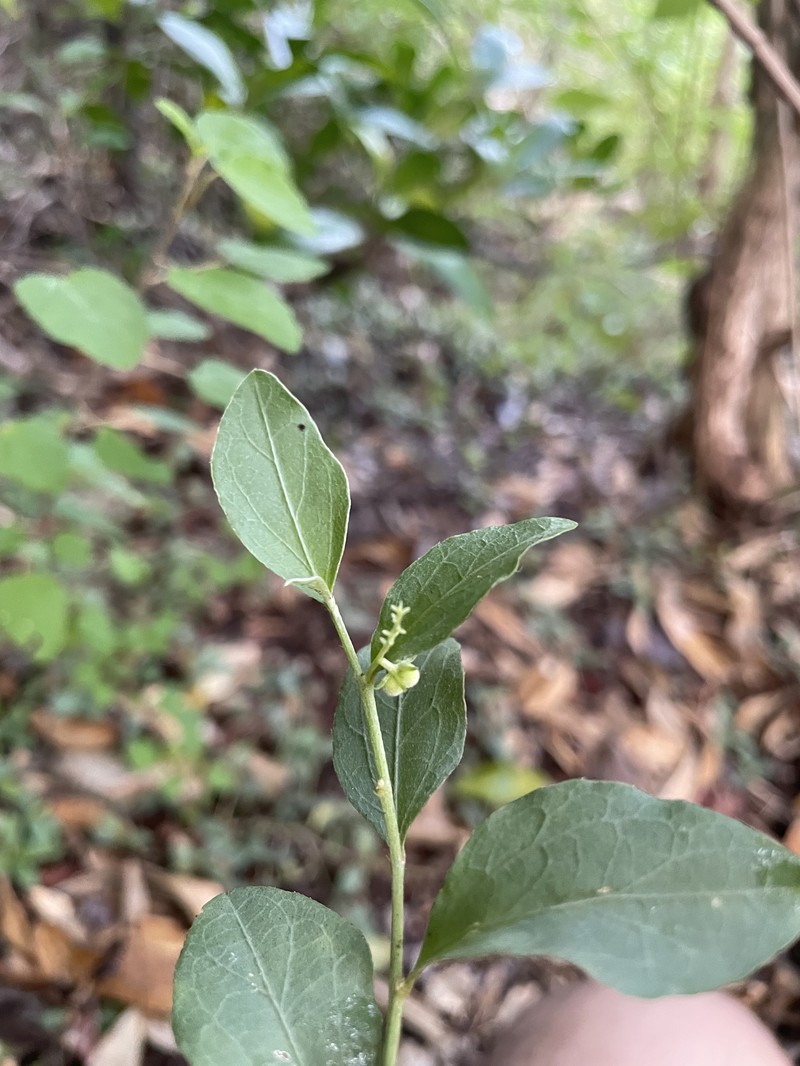 Bluntleaf Silverbush photo 8