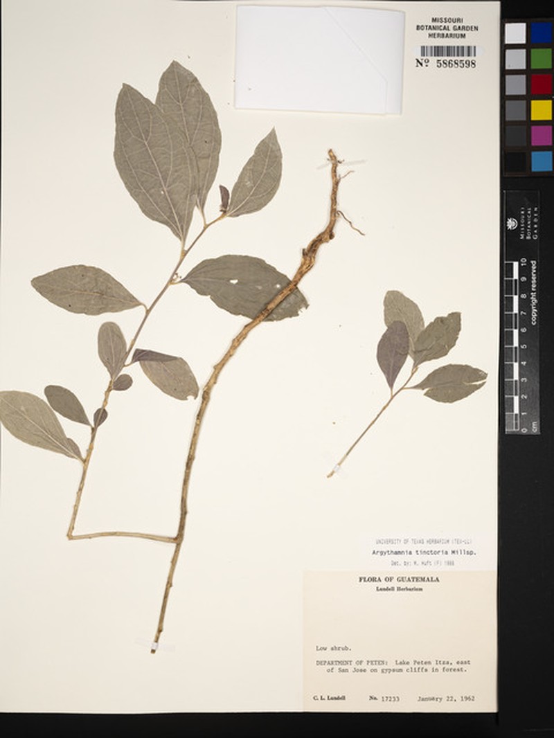 Argythamnia tinctoria