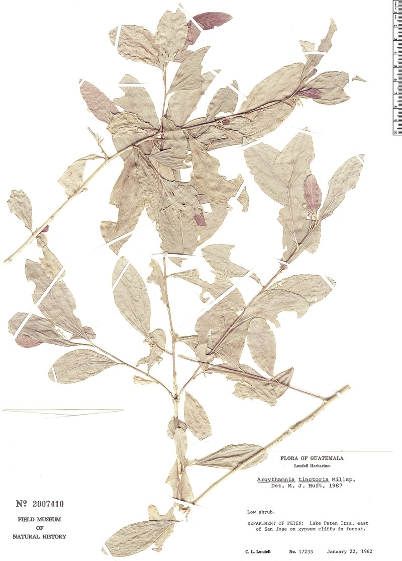 Argythamnia tinctoria photo 2