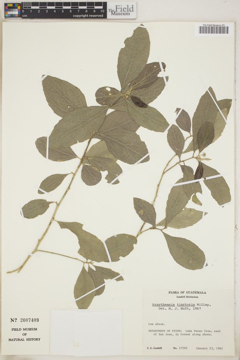 Argythamnia tinctoria photo 3