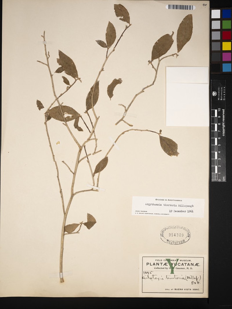 Argythamnia tinctoria photo 4