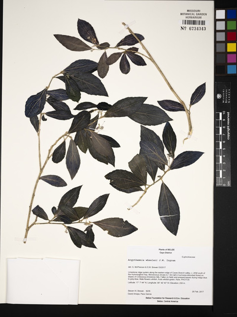 Argythamnia wheeleri